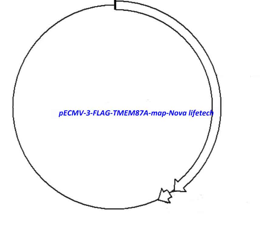 pECMV-3-FLAG-TMEM87A - Click Image to Close