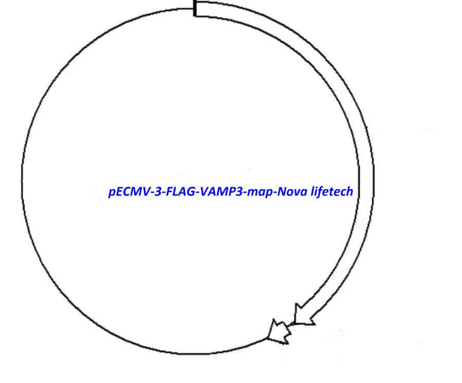pECMV-3-FLAG-VAMP3 - Click Image to Close