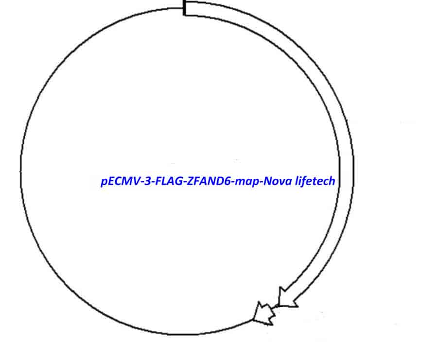pECMV-3-FLAG-ZFAND6 - Click Image to Close