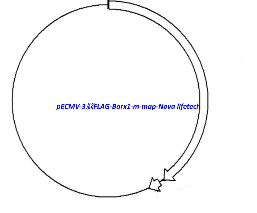 pECMV-3×FLAG-Barx1-m vector - Click Image to Close