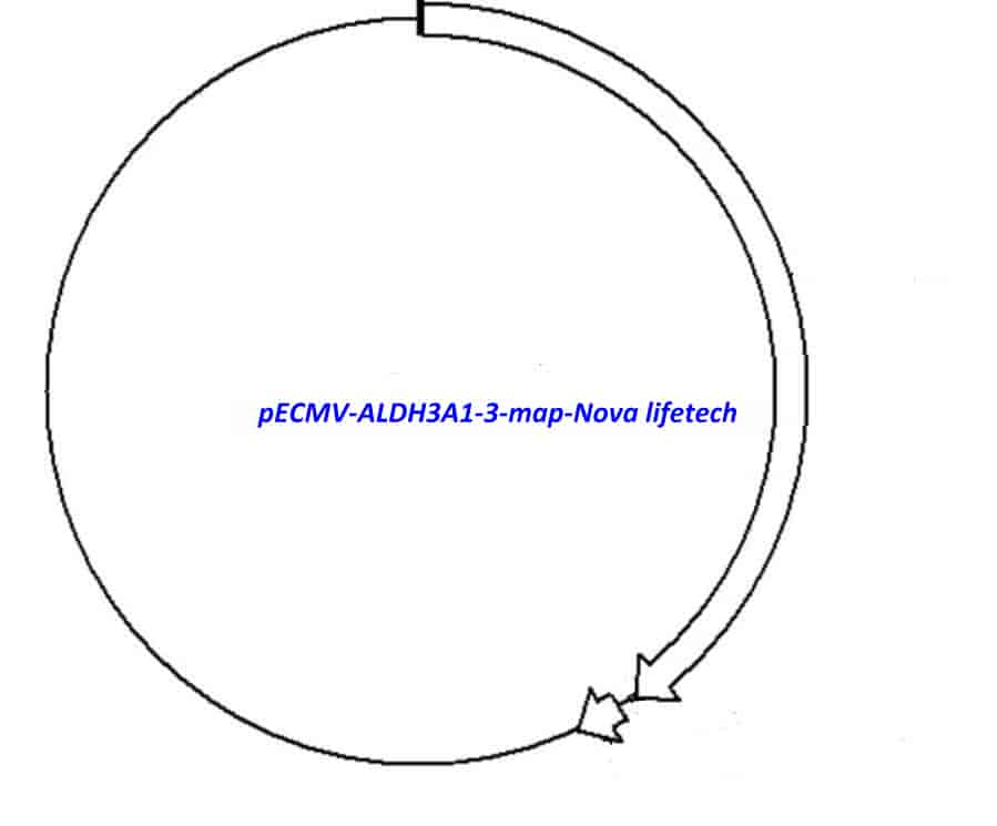 pECMV-ALDH3A1-3