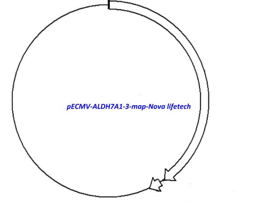 pECMV-ALDH7A1-3 - Click Image to Close