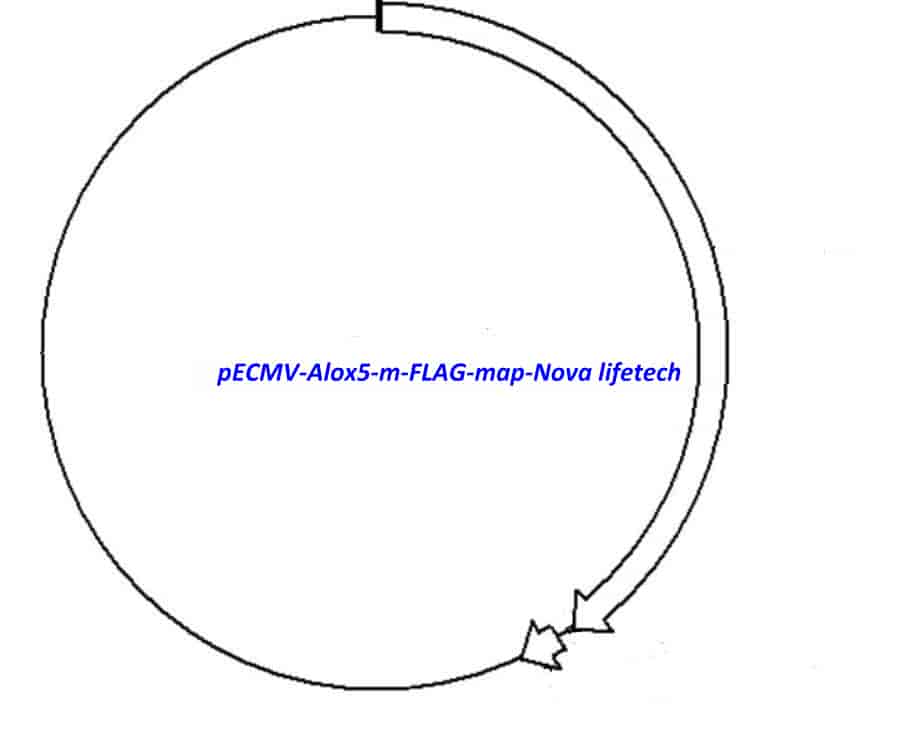 pECMV-Alox5-m-FLAG Plasmid - Click Image to Close