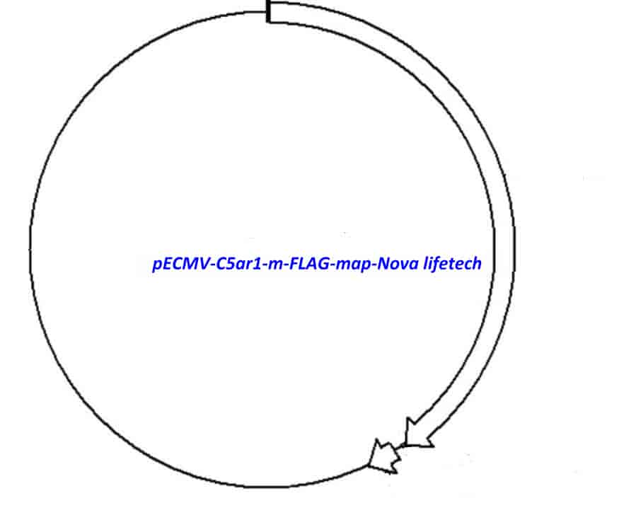 pECMV-C5ar1-m-FLAG Plasmid - Click Image to Close