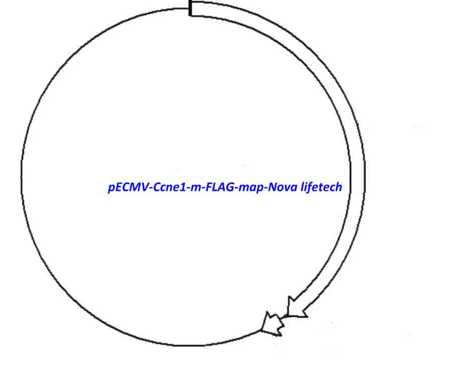 pECMV-Ccne1-m-FLAG Plasmid - Click Image to Close