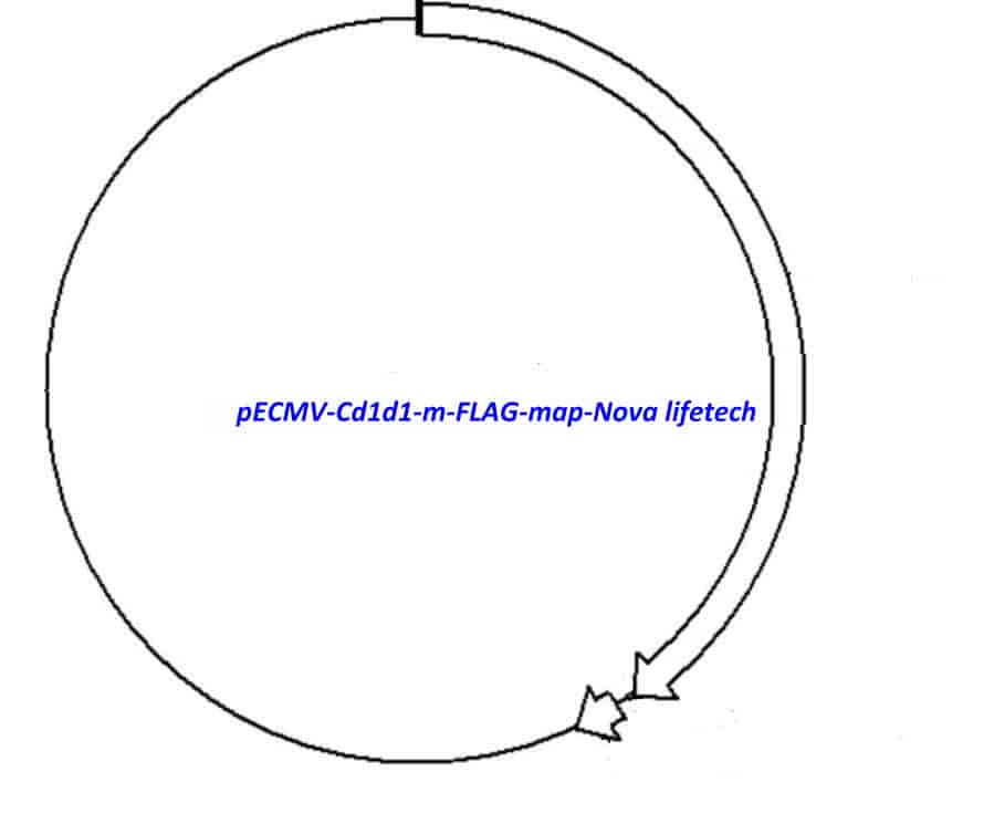 pECMV-Cd1d1-m-FLAG Plasmid - Click Image to Close