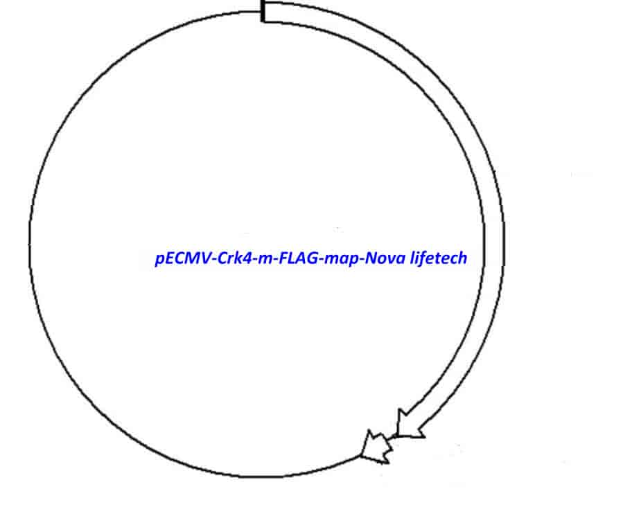 pECMV-Crk4-m-FLAG Plasmid - Click Image to Close