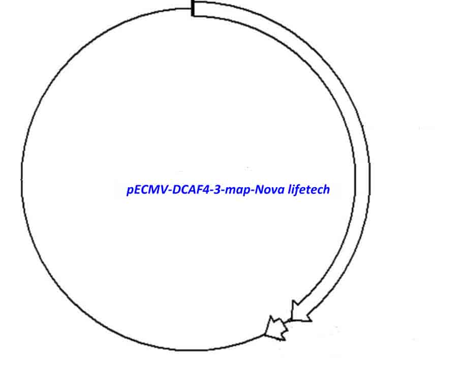pECMV-DCAF4-3 - Click Image to Close