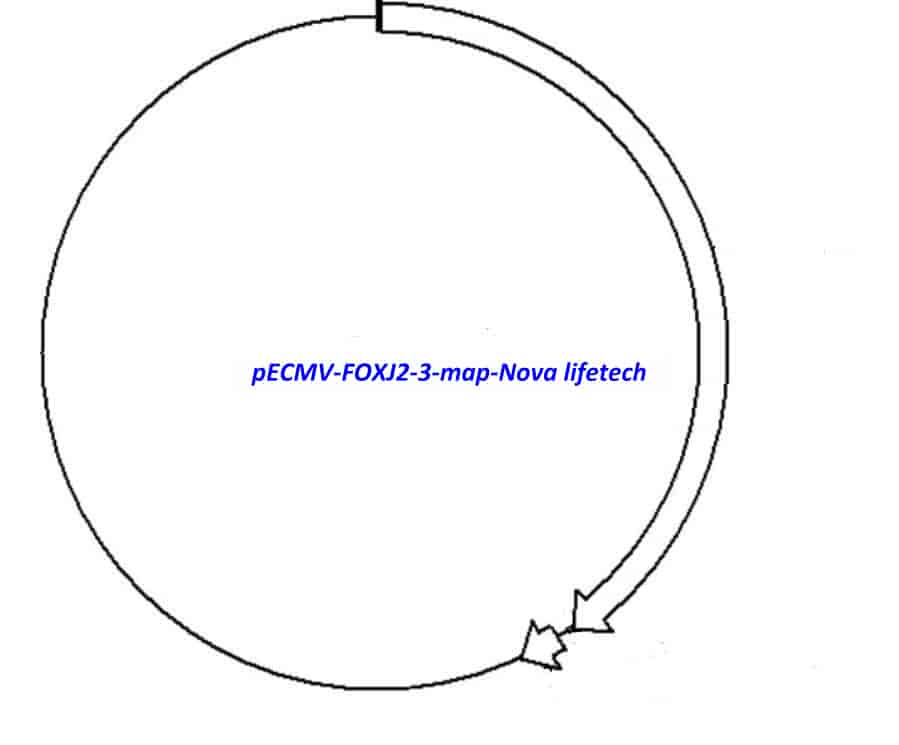 pECMV-FOXJ2-3 - Click Image to Close
