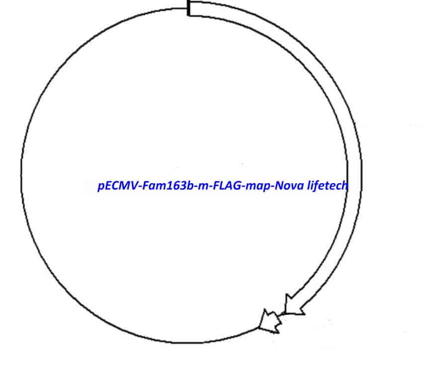 pECMV-Fam163b-m-FLAG Plasmid - Click Image to Close
