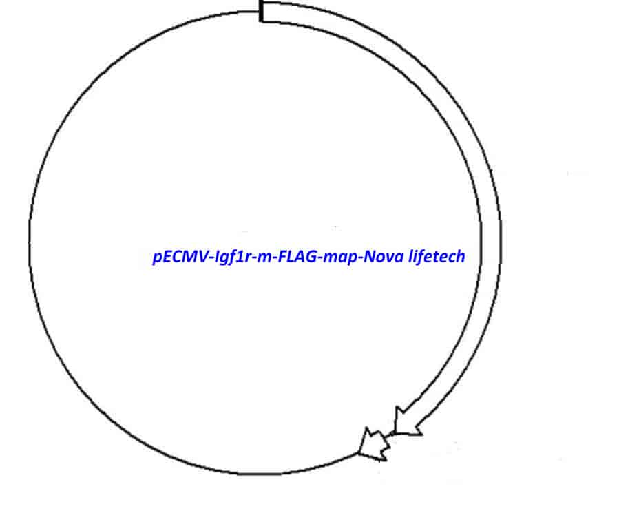 pECMV-Igf1r-m-FLAG Plasmid - Click Image to Close