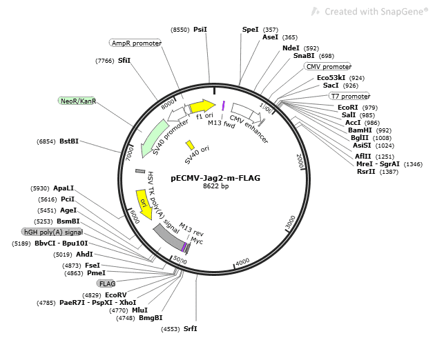 pECMV-Jag2-m-FLAG Plasmid - Click Image to Close