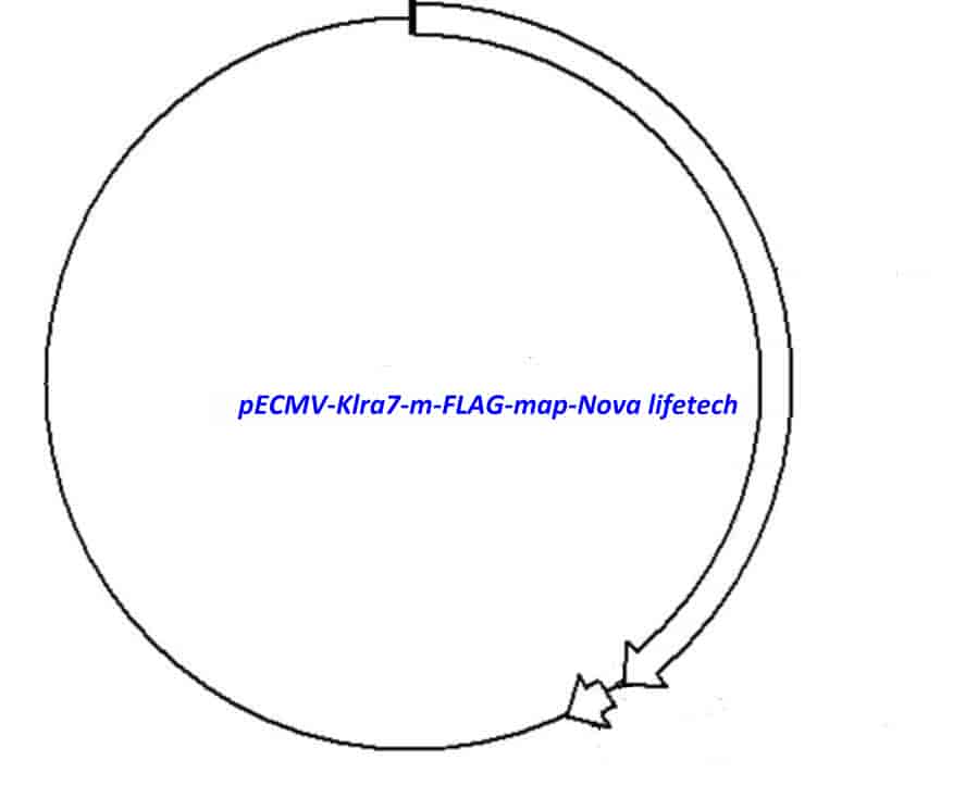 pECMV-Klra7-m-FLAG Plasmid - Click Image to Close