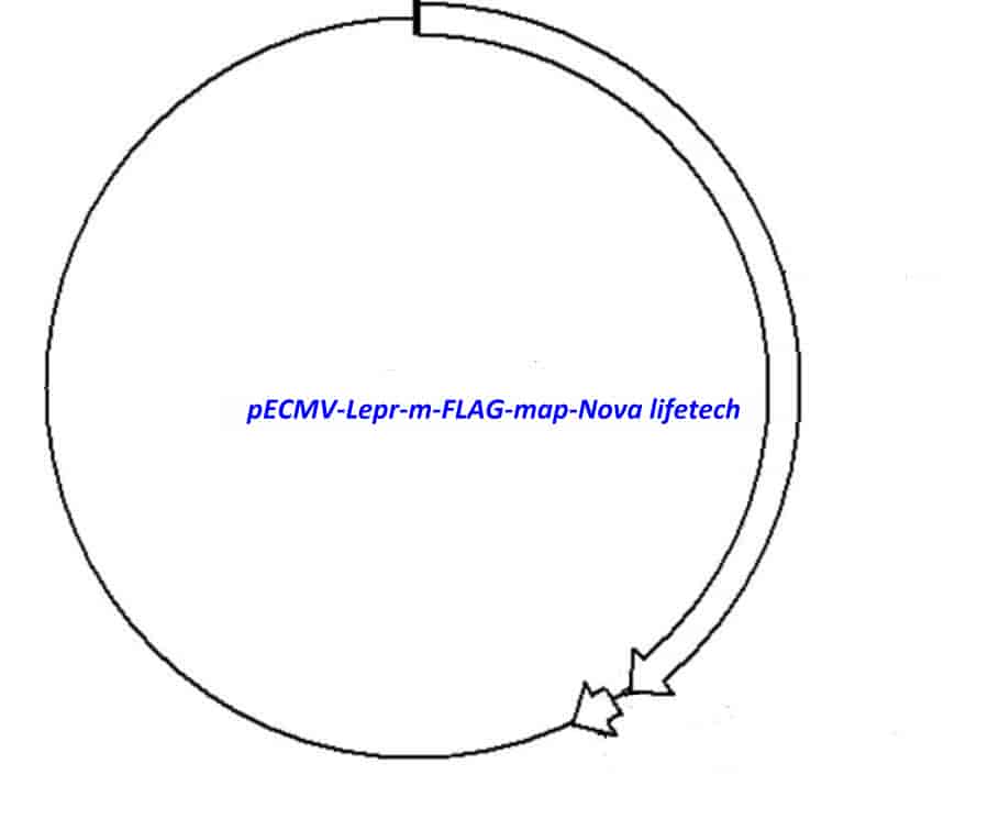 pECMV-Lepr-m-FLAG Plasmid - Click Image to Close