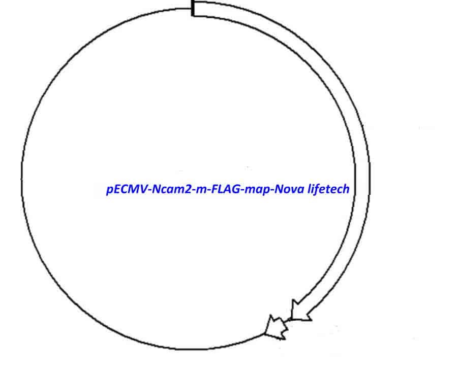 pECMV-Ncam2-m-FLAG Plasmid - Click Image to Close