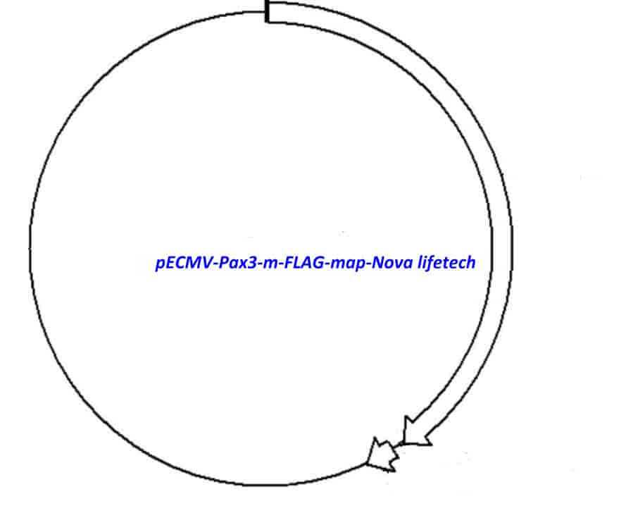 pECMV-Pax3-m-FLAG Plasmid - Click Image to Close