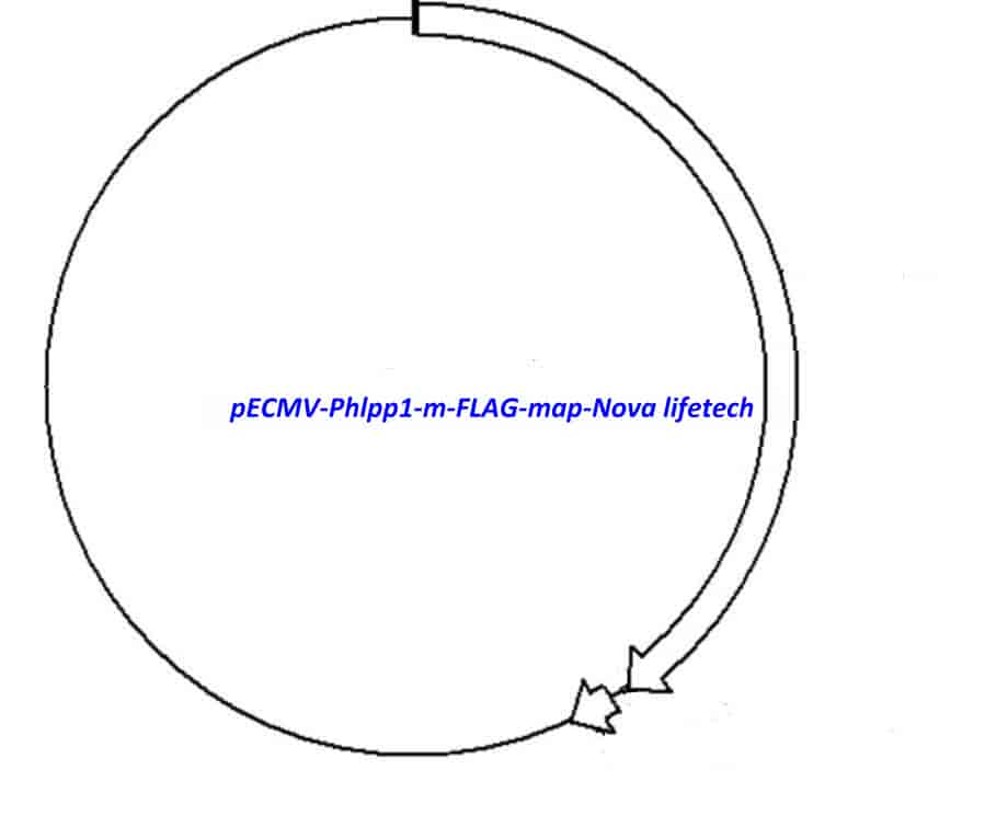 pECMV-Phlpp1-m-FLAG Plasmid