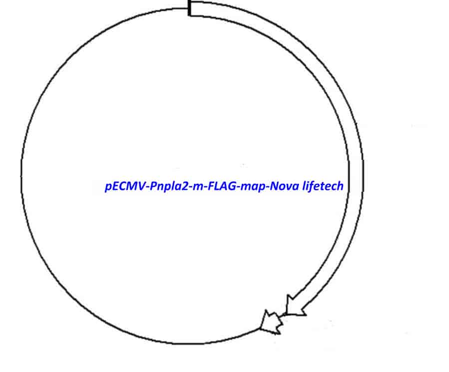 pECMV-Pnpla2-m-FLAG Plasmid - Click Image to Close