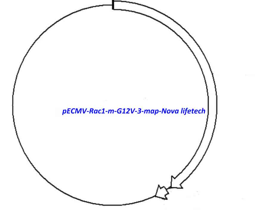 pECMV-Rac1-m-G12V-3 - Click Image to Close
