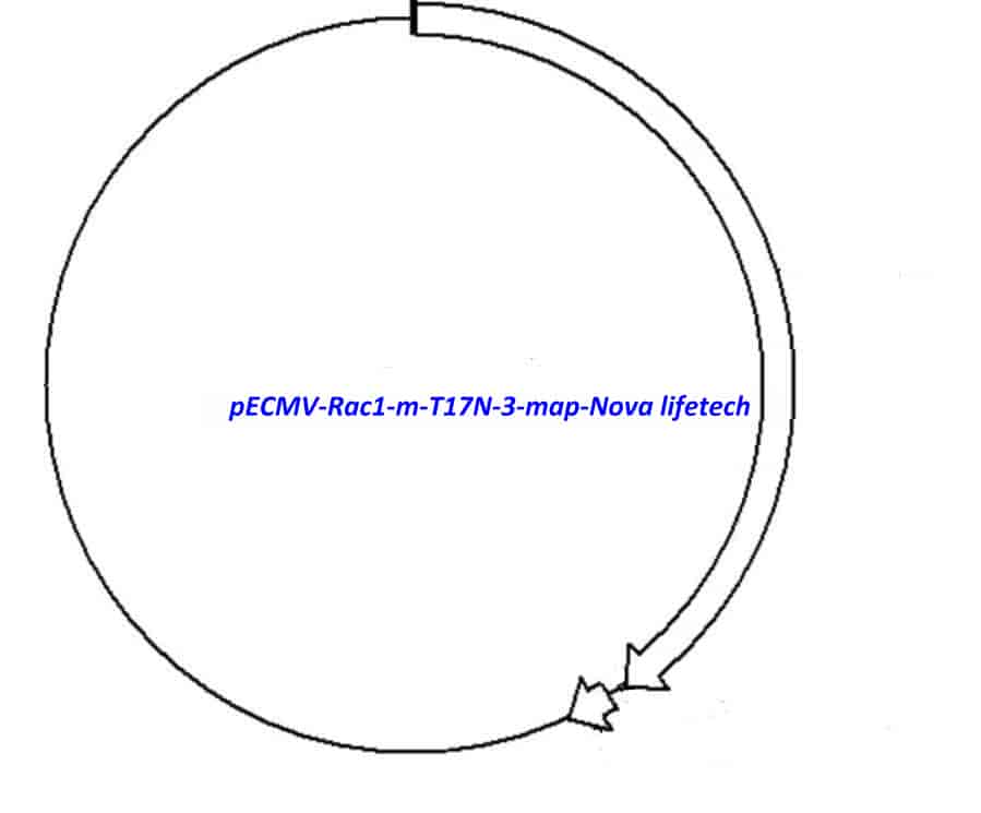 pECMV-Rac1-m-T17N-3