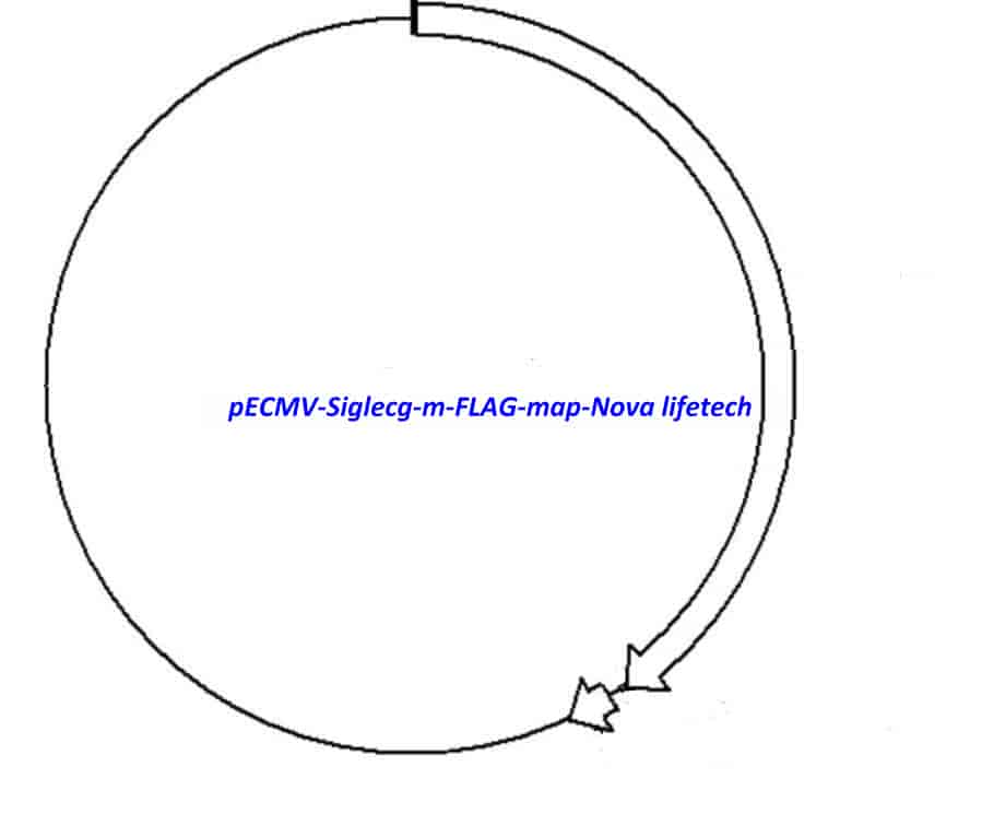 pECMV-Siglecg-m-FLAG Plasmid - Click Image to Close