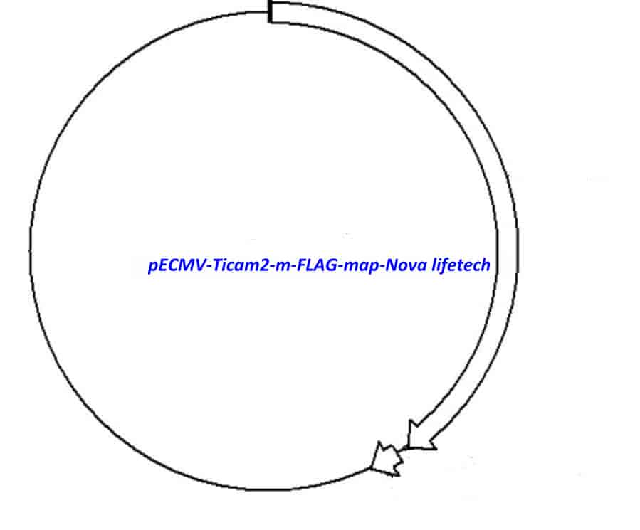 pECMV-Ticam2-m-FLAG Plasmid