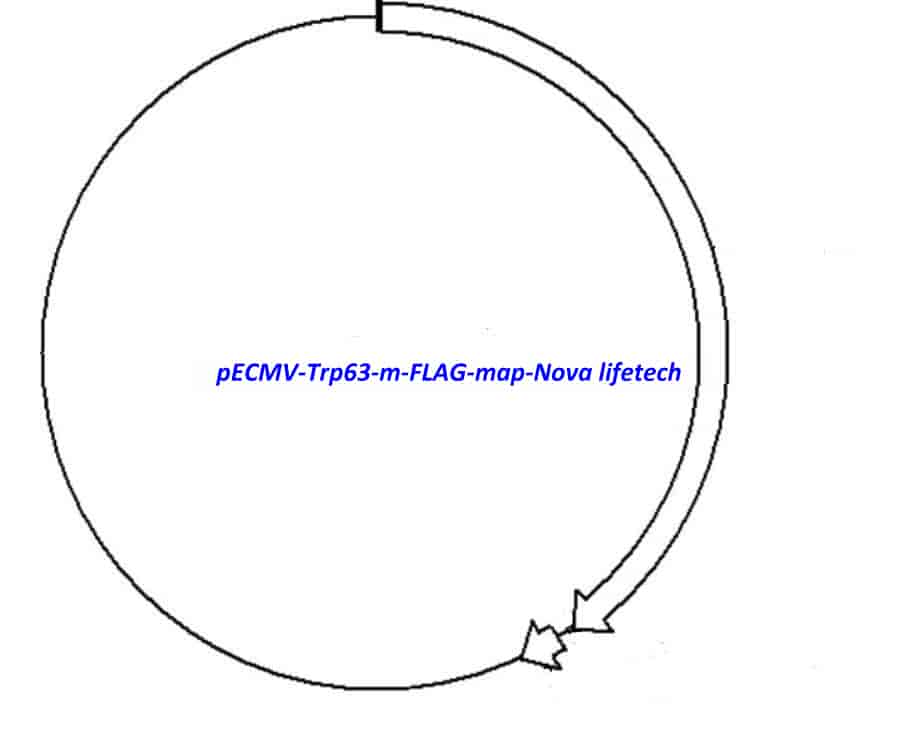 pECMV-Trp63-m-FLAG Plasmid - Click Image to Close