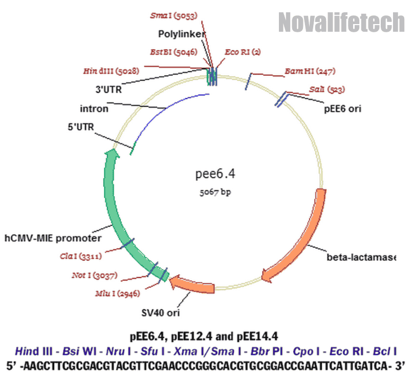pEE6.4 Plasmid - Click Image to Close