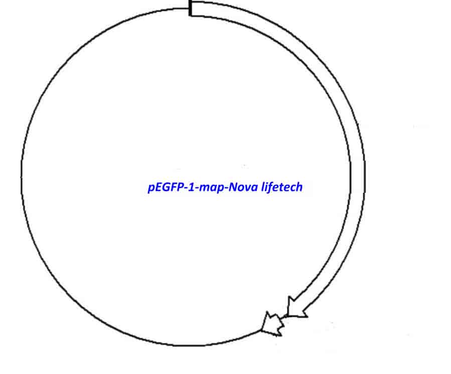 pEGFP- 1 Plasmid - Click Image to Close