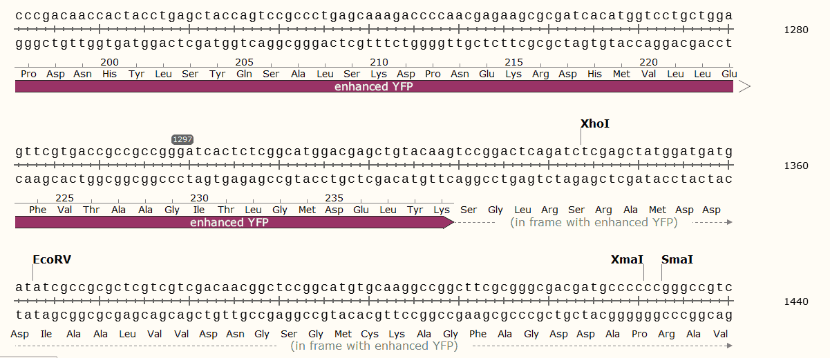 pEGFP- Actin Plasmid - Click Image to Close