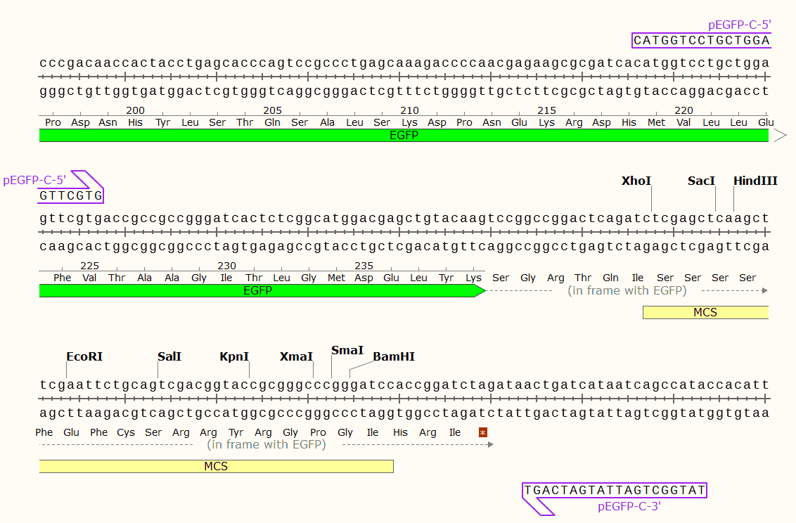 pEGFP- C2 Plasmid - Click Image to Close
