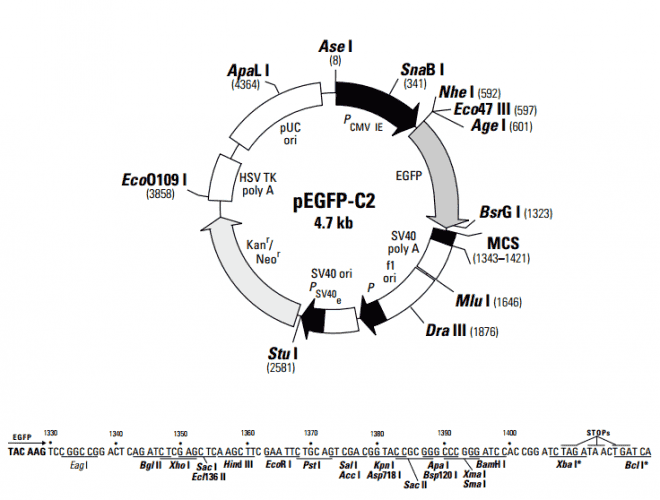 pEGFP- C2 Plasmid - Click Image to Close
