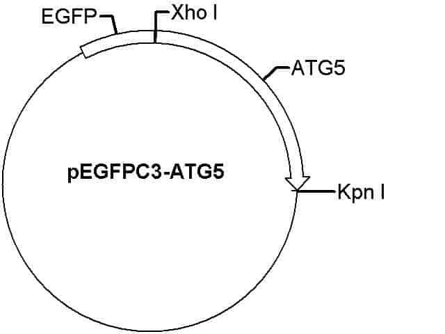 pEGFP-C3-ATG5 Plasmid - Click Image to Close