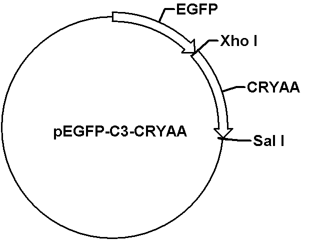 pEGFP-C3-CRYAA Plasmid