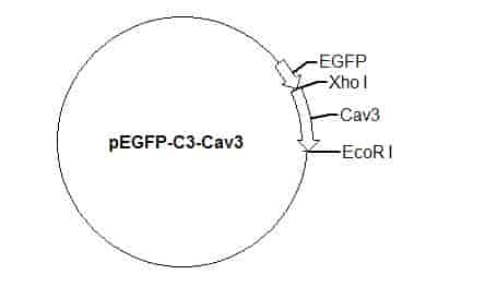 pEGFP-C3-Cav3 Plasmid - Click Image to Close