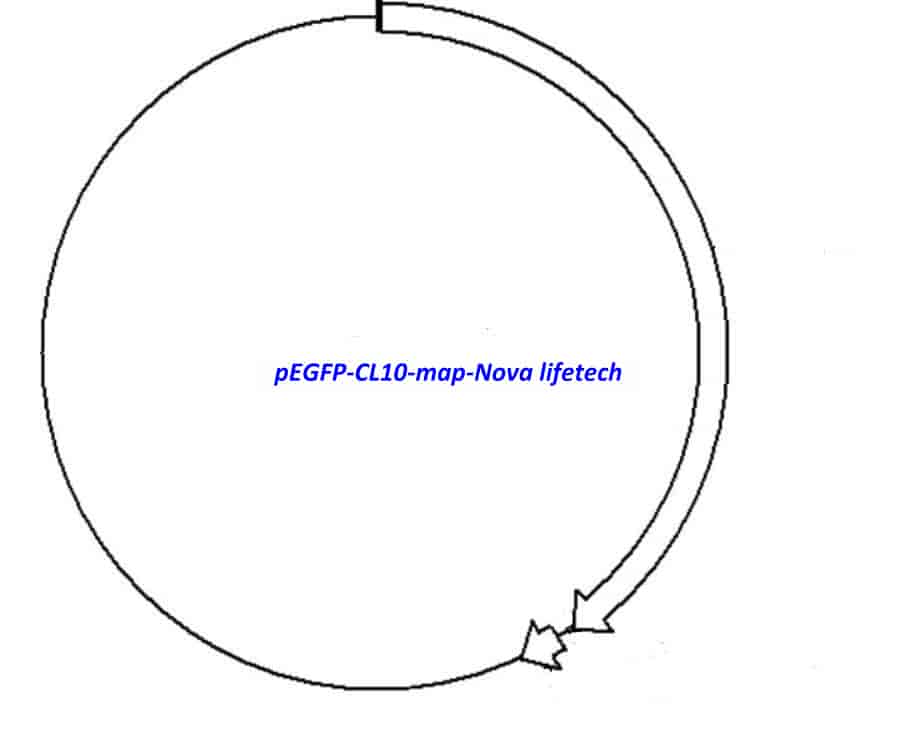 pEGFP- CL10 Plasmid - Click Image to Close