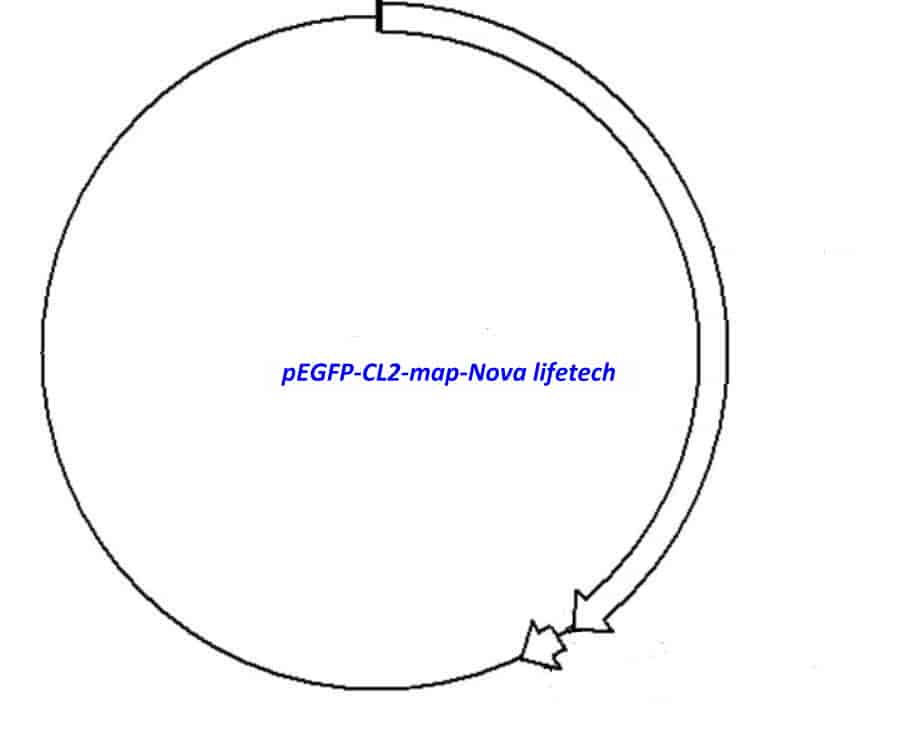 pEGFP- CL2 Plasmid