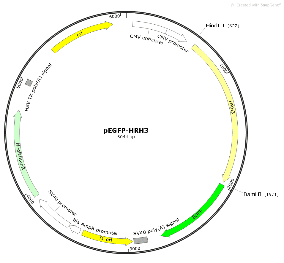 pEGFP- HRH3