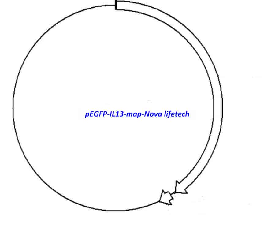 pEGFP- IL13 Plasmid - Click Image to Close