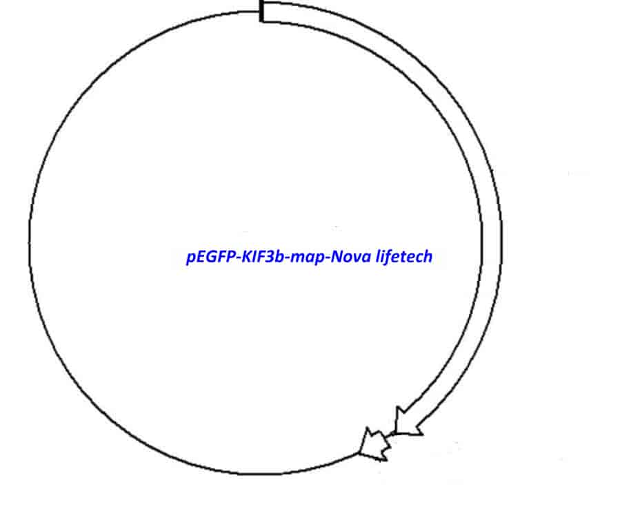 pEGFP- KIF3b - Click Image to Close