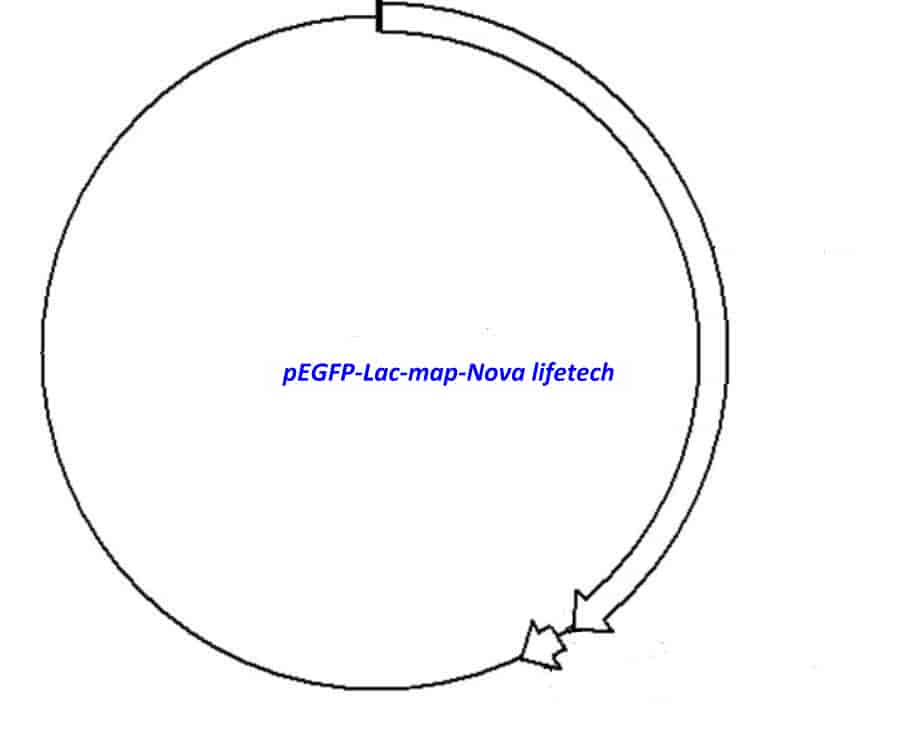 pEGFP- Lac Plasmid