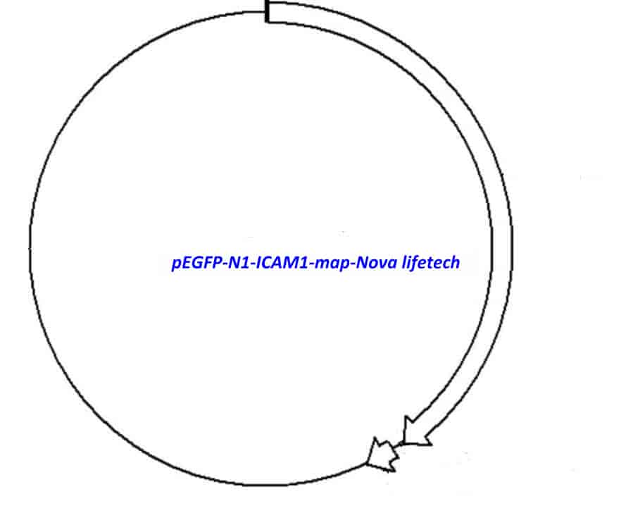 pEGFP- N1- ICAM1 Plasmid