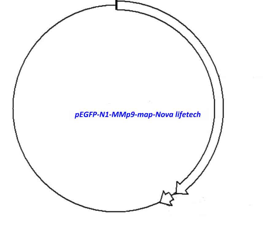 pEGFP- N1- MMp9 Plasmid