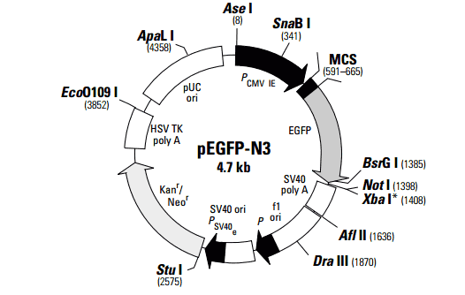 pEGFP- N3