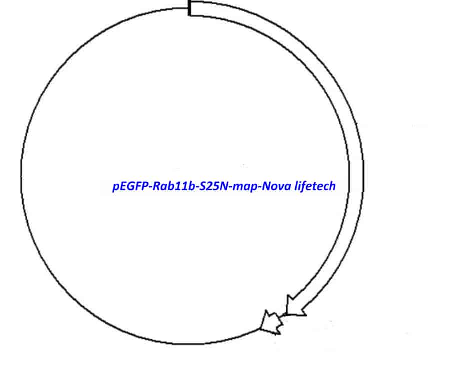 pEGFP- Rab11b- S25N Plasmid - Click Image to Close