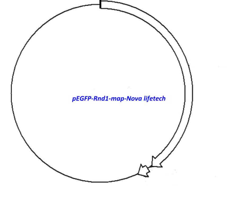 pEGFP- Rnd1 - Click Image to Close