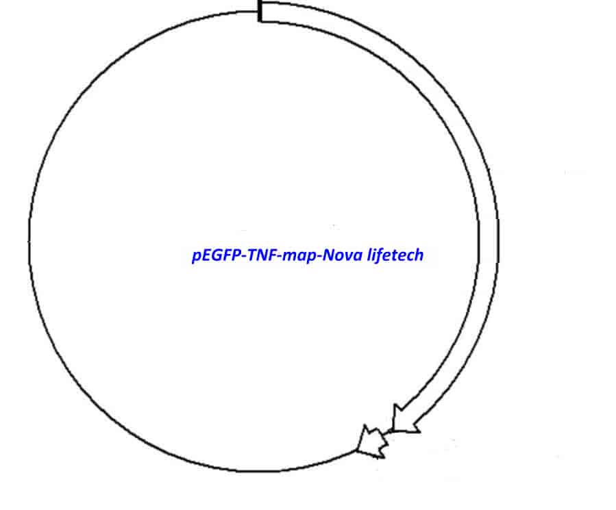 pEGFP- TNF Plasmid