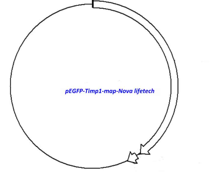 pEGFP- Timp1 - Click Image to Close