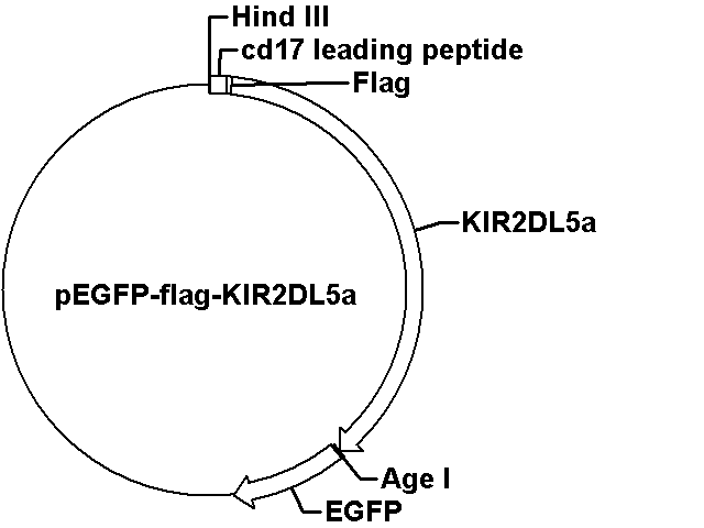 pEGFP-flag-KIR2DL5a Plasmid
