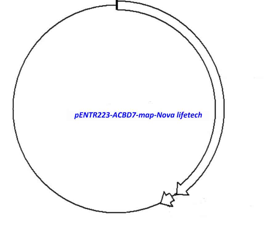 pENTR223-ACBD7 - Click Image to Close